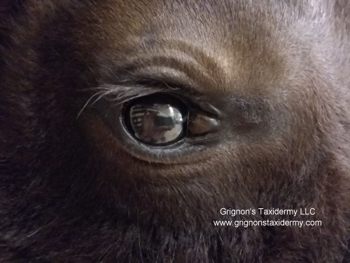 buffalo eye and mount by grignons taxidermy